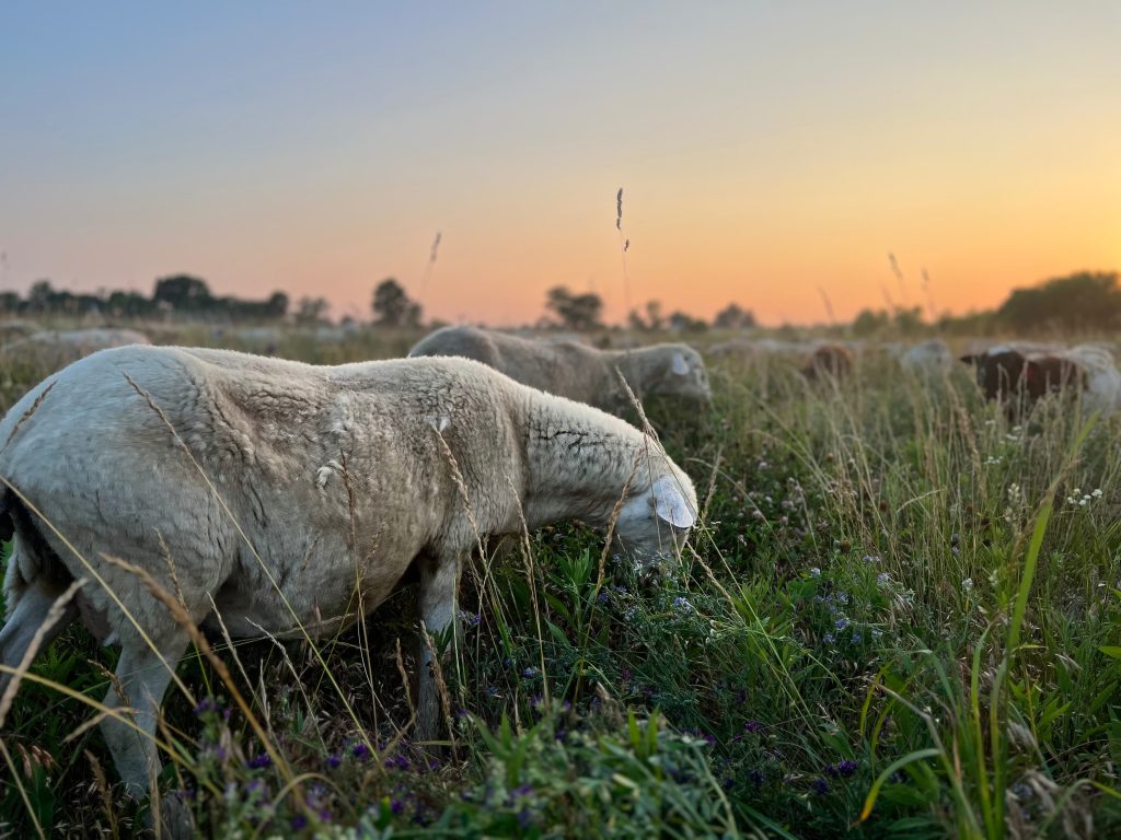 Grass-fed and Finished Lamb grazing in field